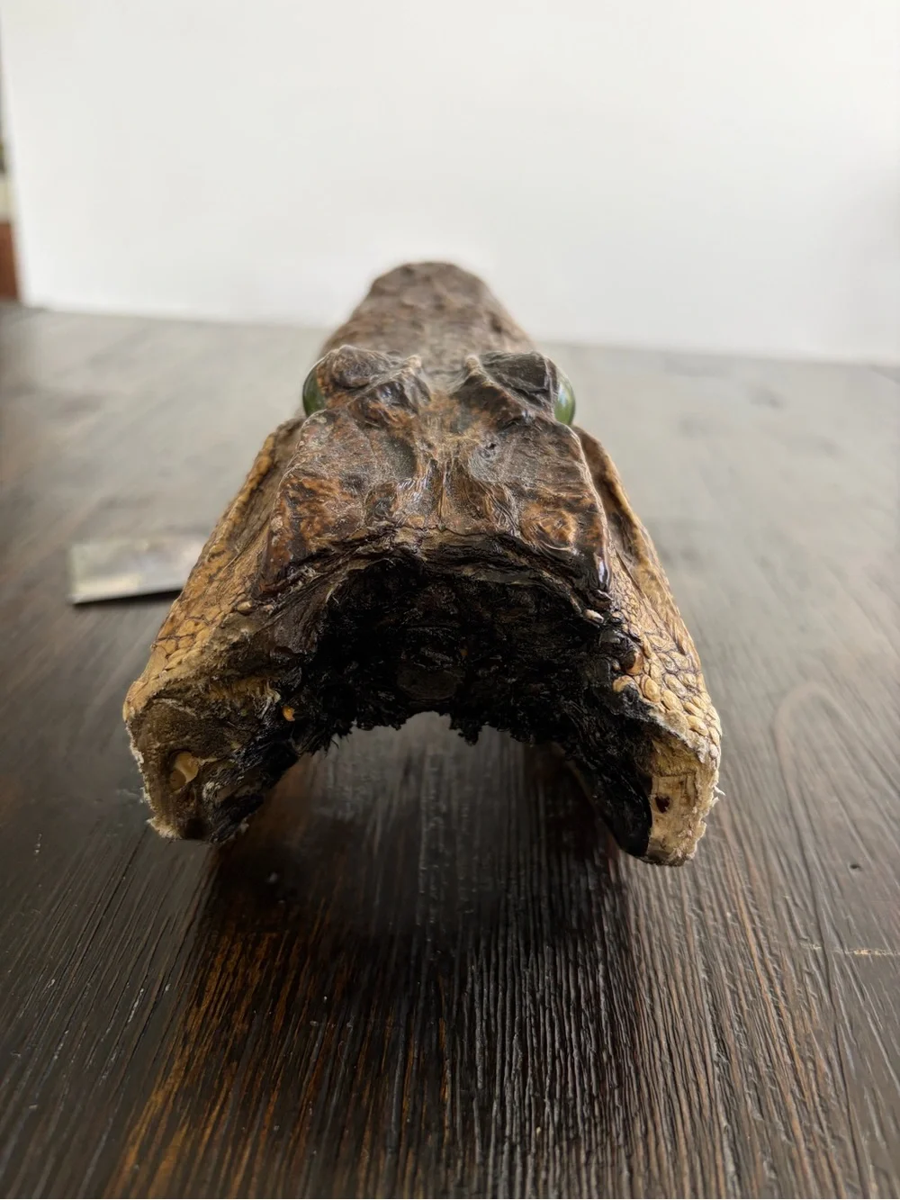 Genuine Alligator Skull Terrarium Accent - Brown with Green Eye